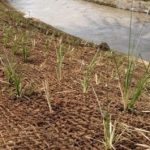 Cocomesh untuk mitigasi sedimentasi delta sungai