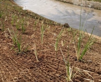 Cocomesh untuk mitigasi sedimentasi delta sungai