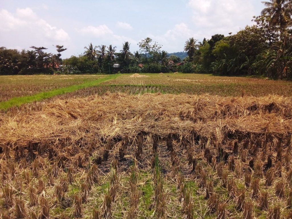 cara fermentasi jerami padi basah