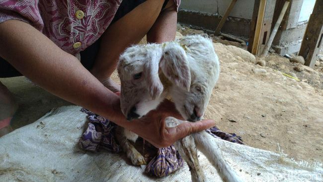 kursus perawatan anak kambing baru lahir