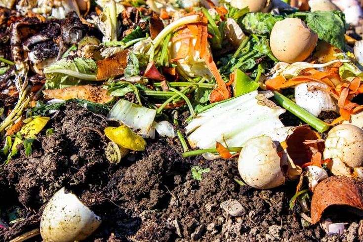 cara membuat pupuk dari sisa makanan