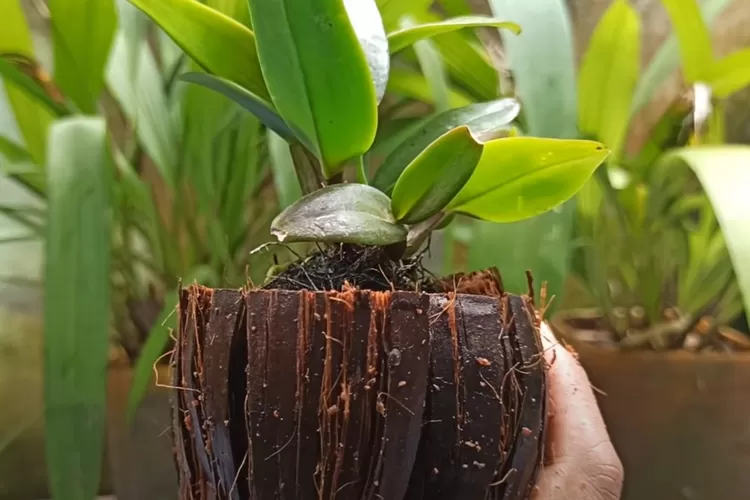 Sabut Kelapa untuk Campuran Media Tanam