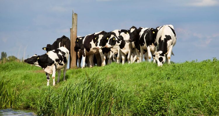 hijauan segar bernutrisi tinggi