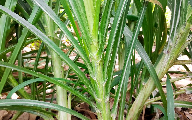 rumput gajah sebagai pakan