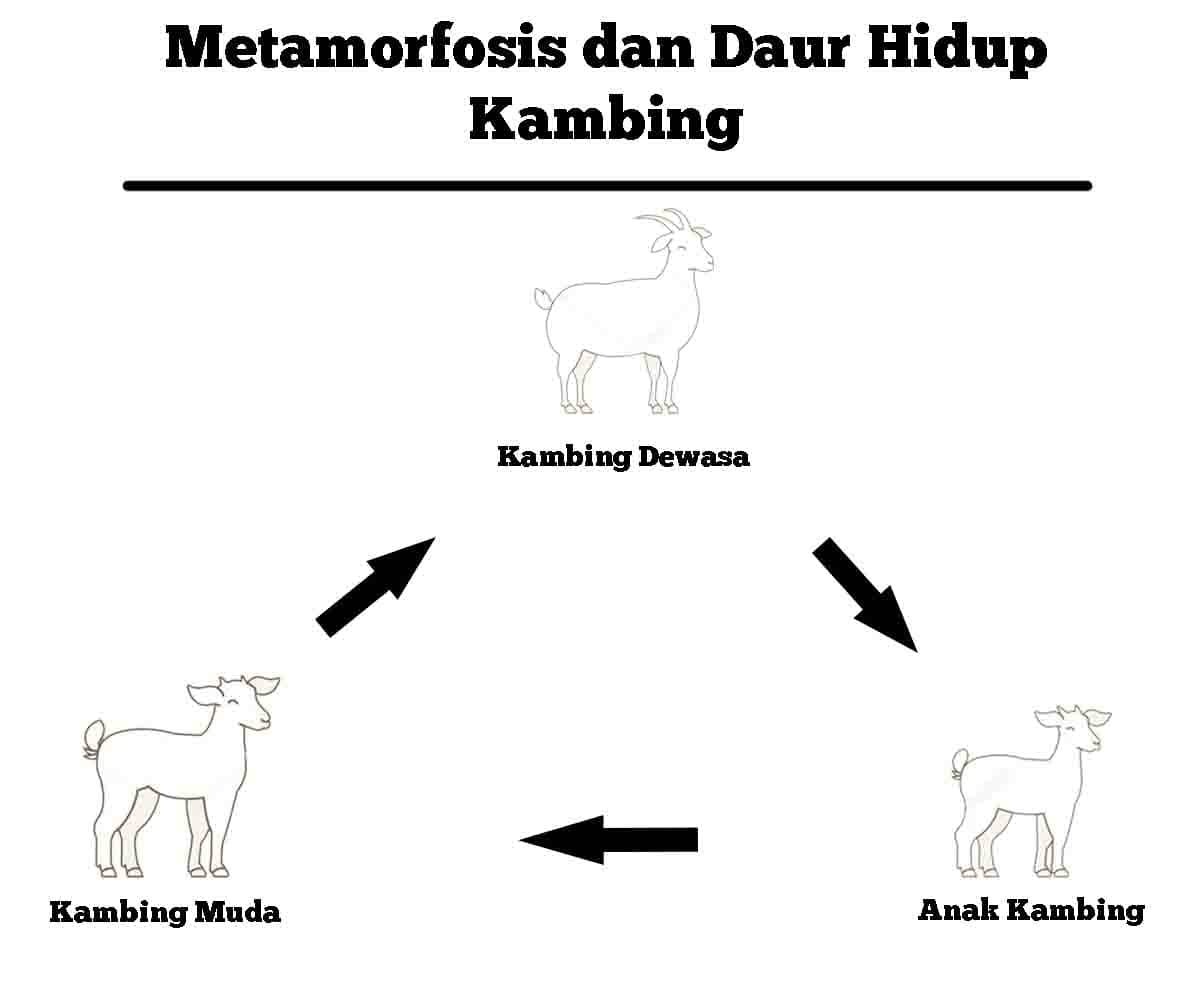 edukasi lengkap siklus reproduksi kambing pedaging