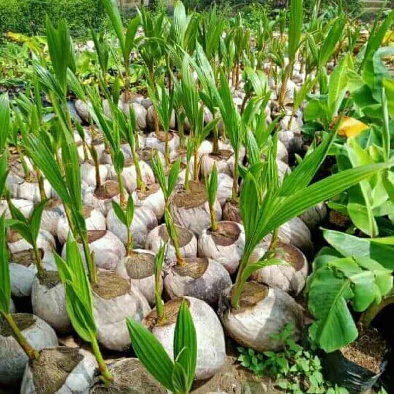 bibit kelapa agar cepat berbuah