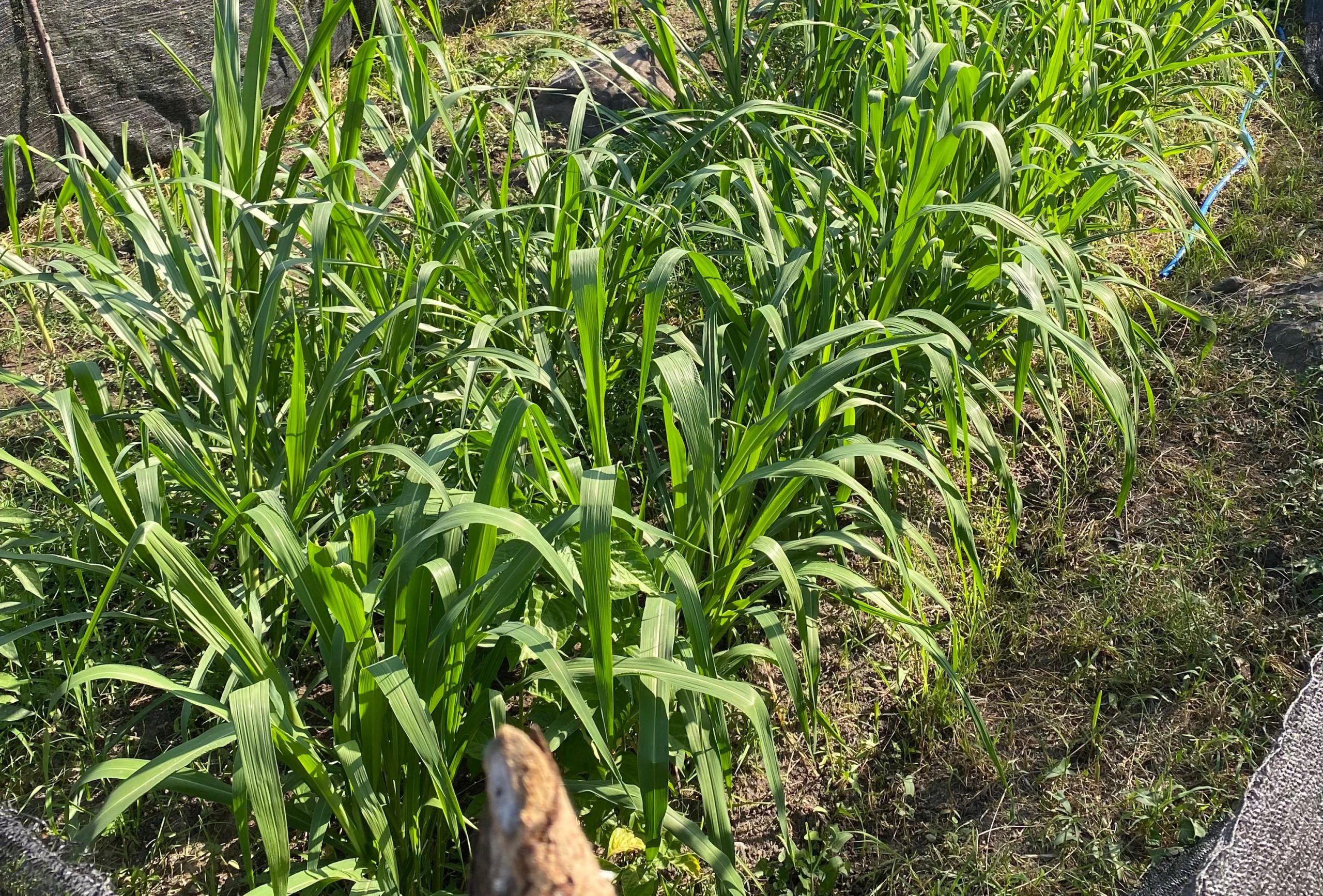 rumput produktivitas tinggi lahan