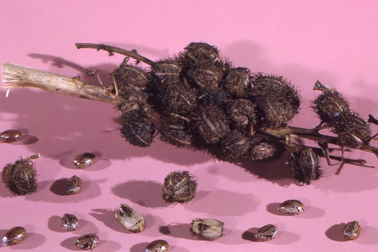 Cara membuat minyak biji jarak aman