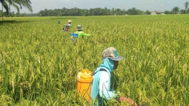 produktivitas kerja petani