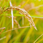 fungsi mesin power thresher padi