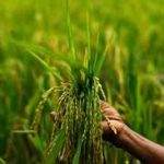 Teknologi Panen Padi Terbaru