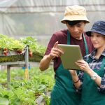 peluang usaha jasa panen