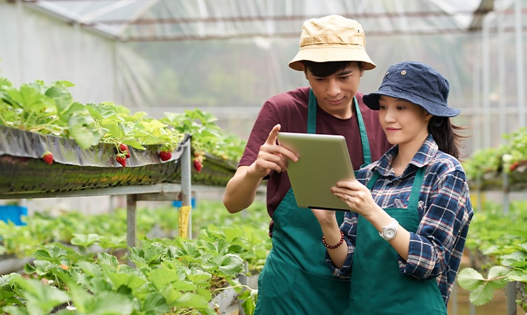 peluang usaha jasa panen