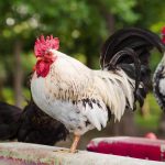 Cara Membeli Mesin Bubut Bulu Ayam