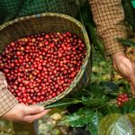 cara memisahkan kulit kopi basah