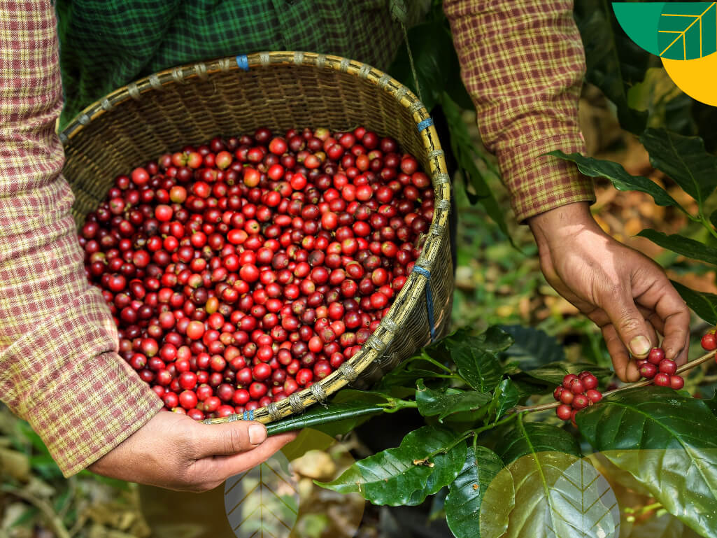 cara memisahkan kulit kopi basah